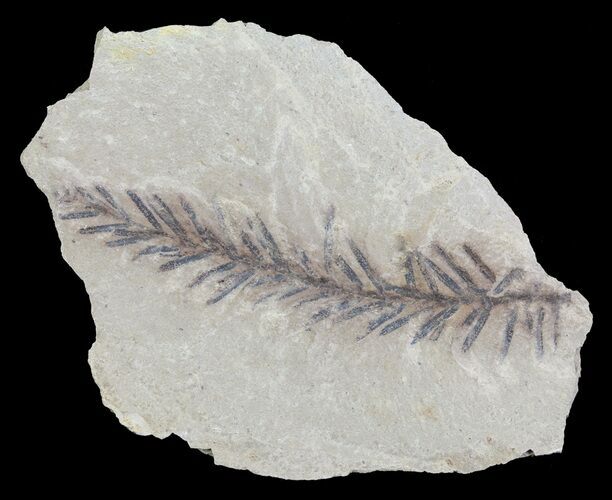 Metasequoia (Dawn Redwood) Fossil - Montana #62302